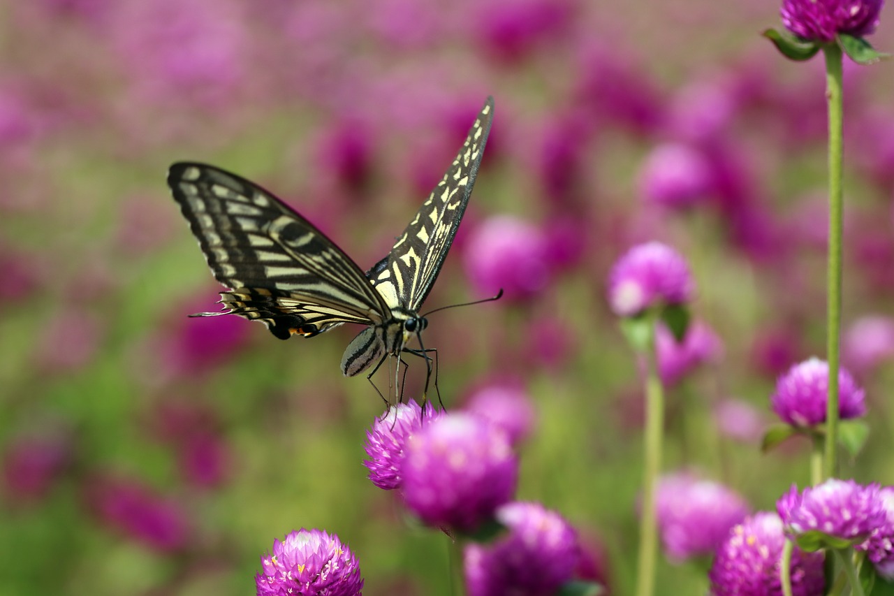 angel pink  butterfly  swallowtail free photo