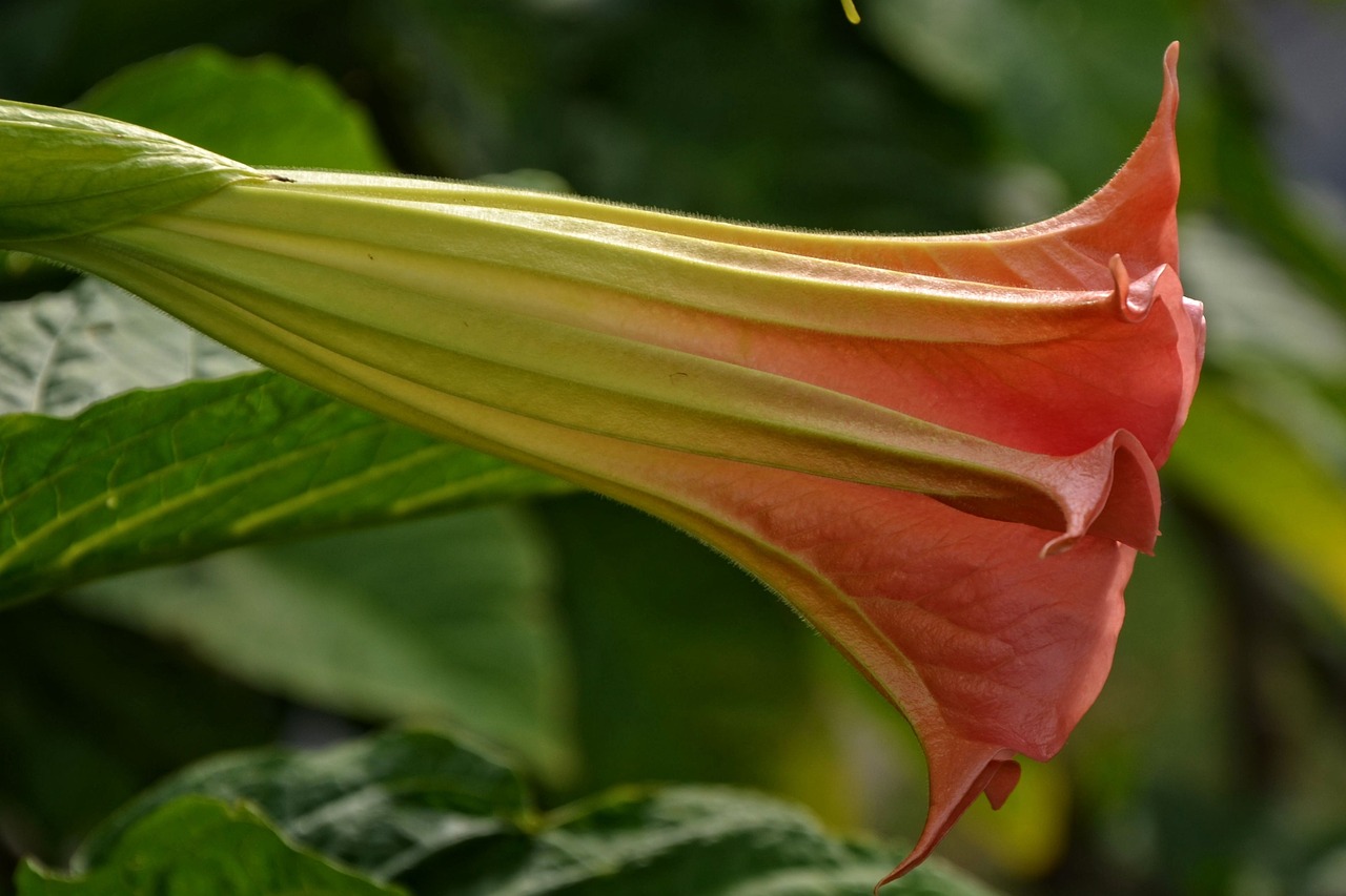 angel trumpet blossom bloom free photo