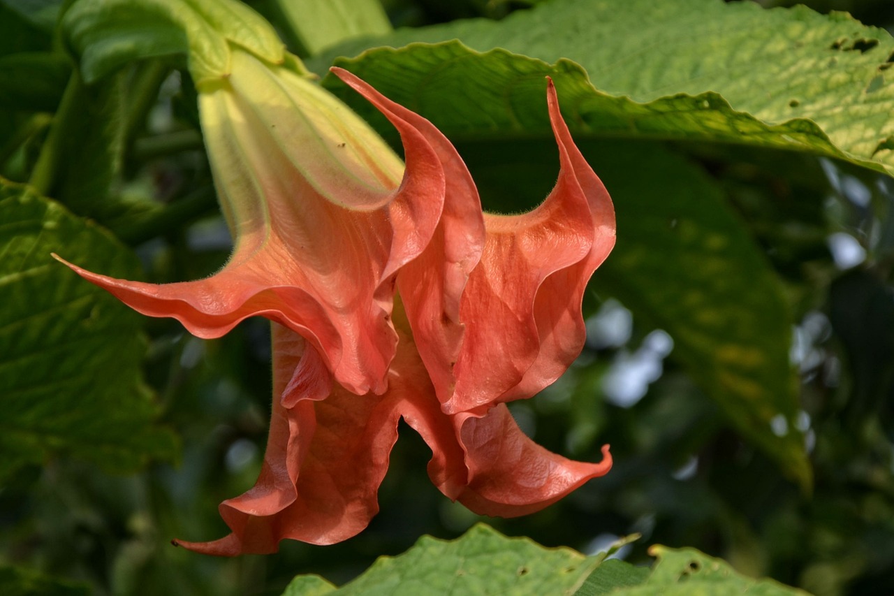 angel trumpet blossom bloom free photo