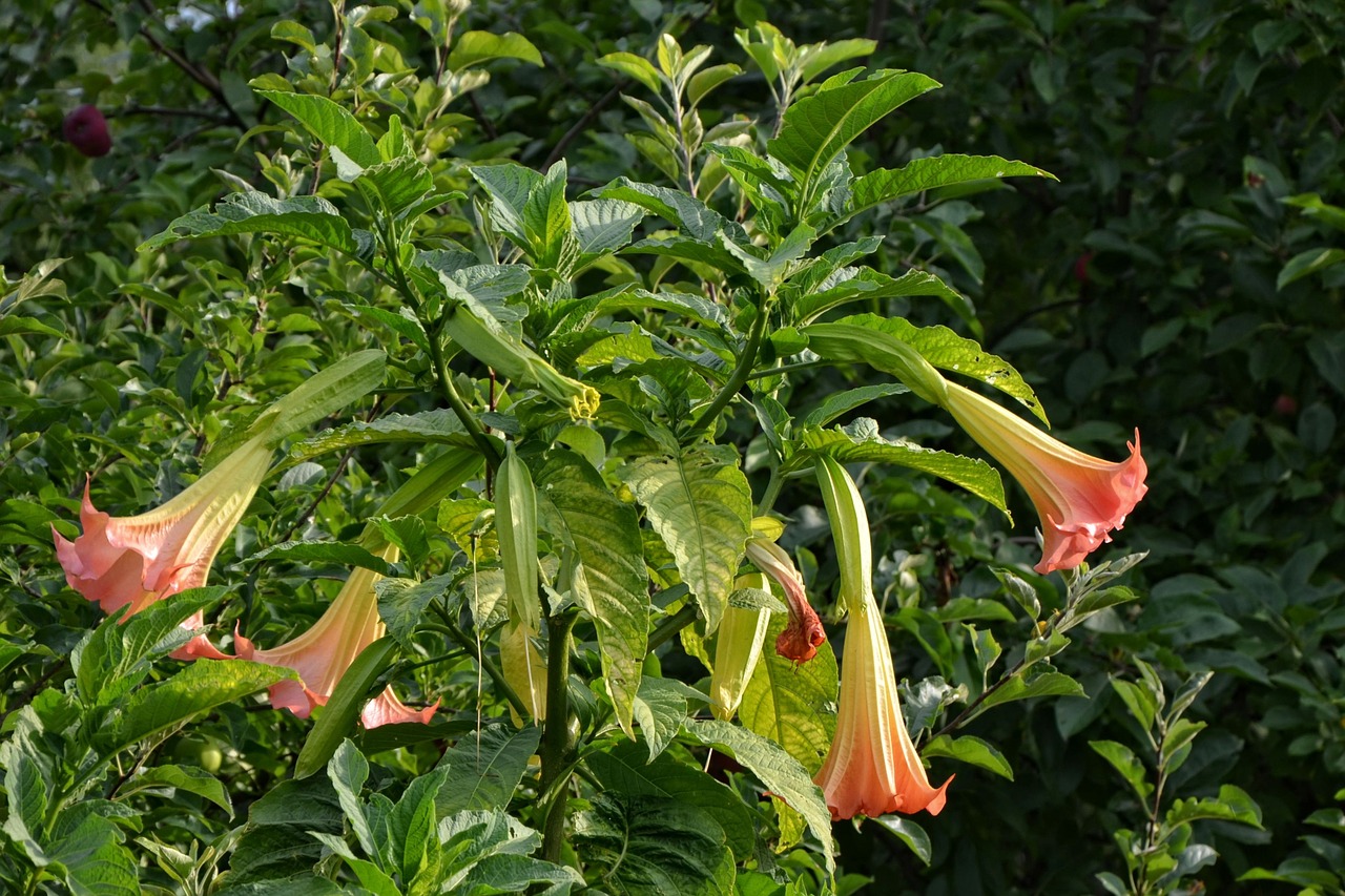 angel trumpet blossom bloom free photo