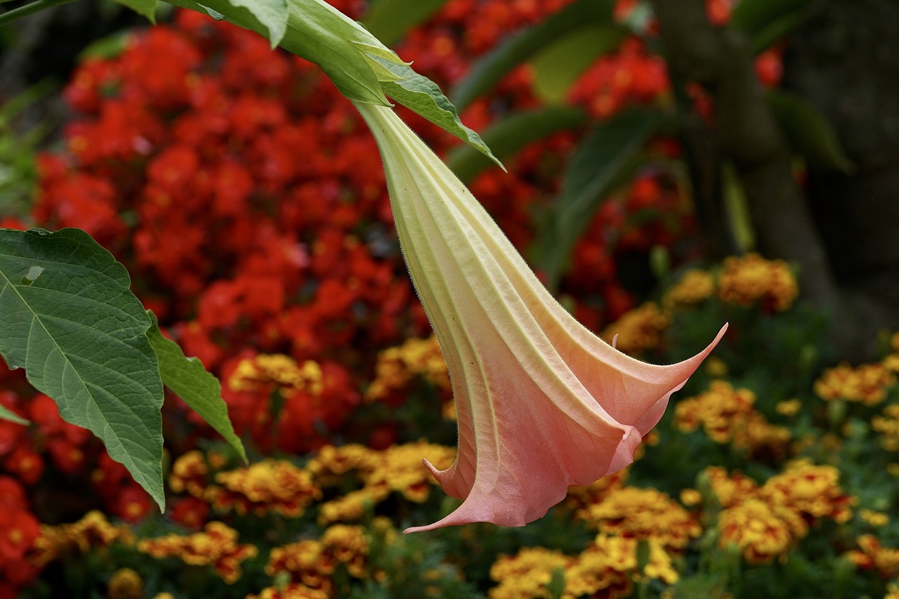 angel trumpet flower plant free photo