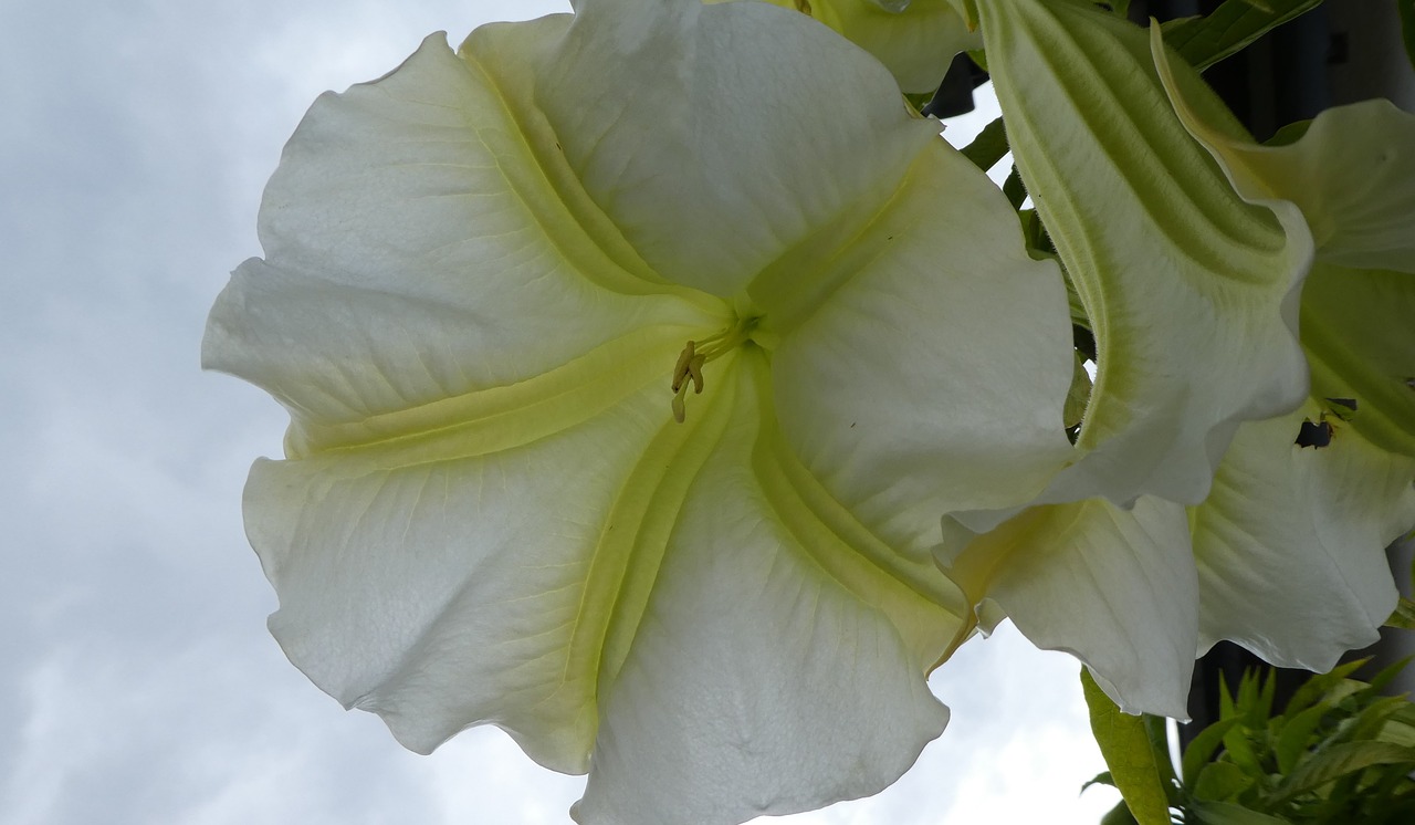 angel trumpet  blossom  bloom free photo