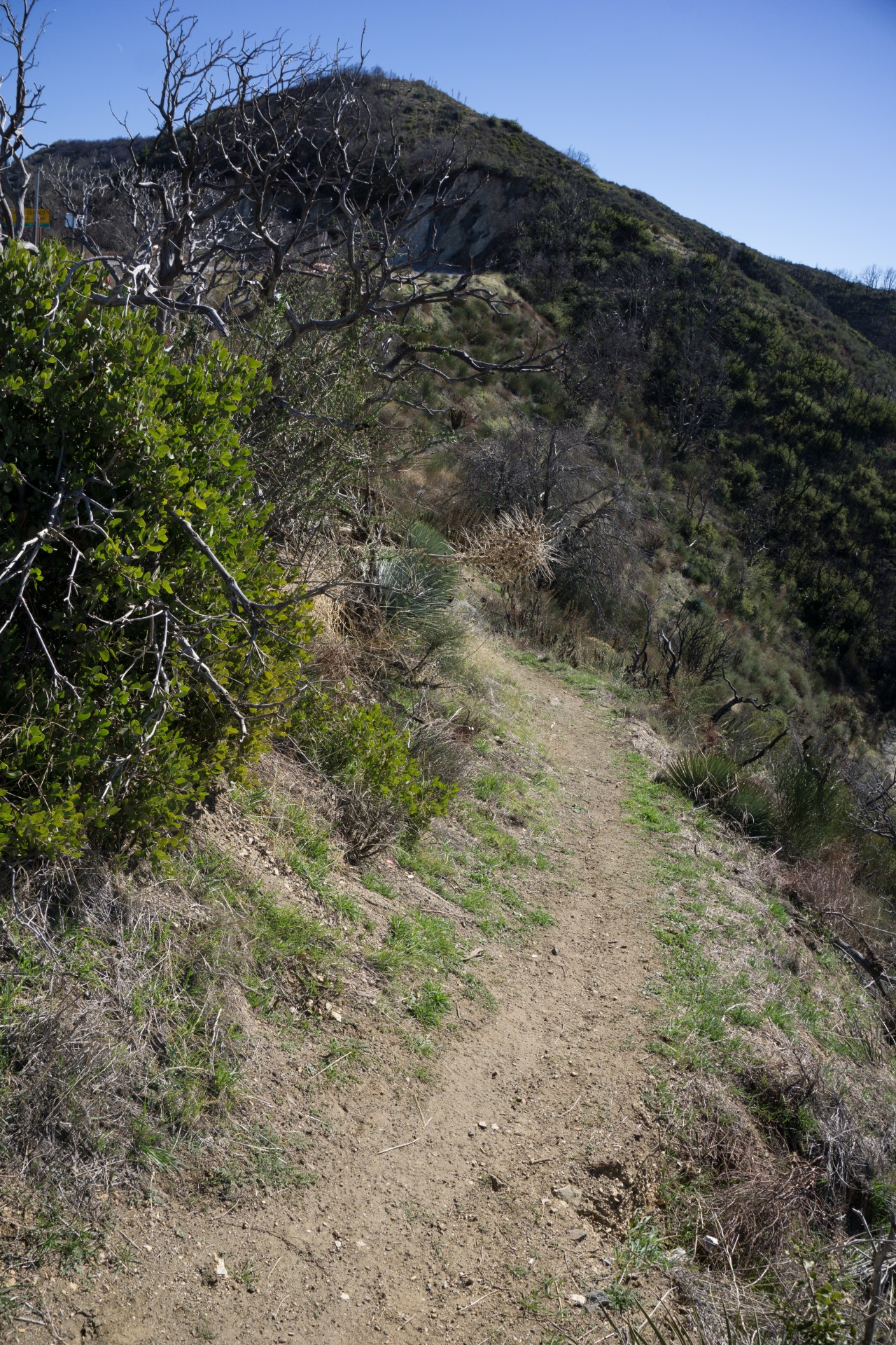 angeles national forest dirt path forest free photo