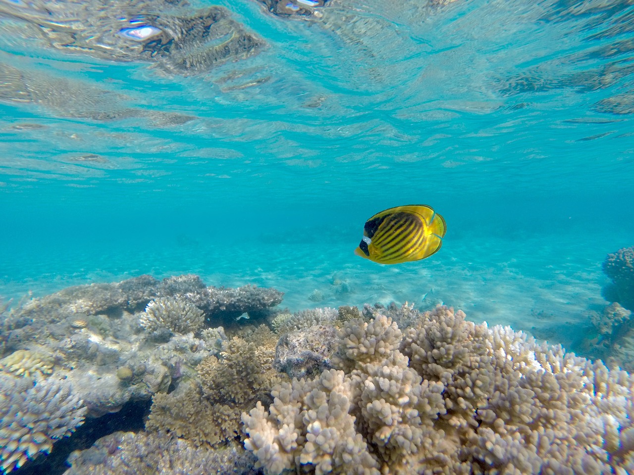 angelfish underwater sea free photo