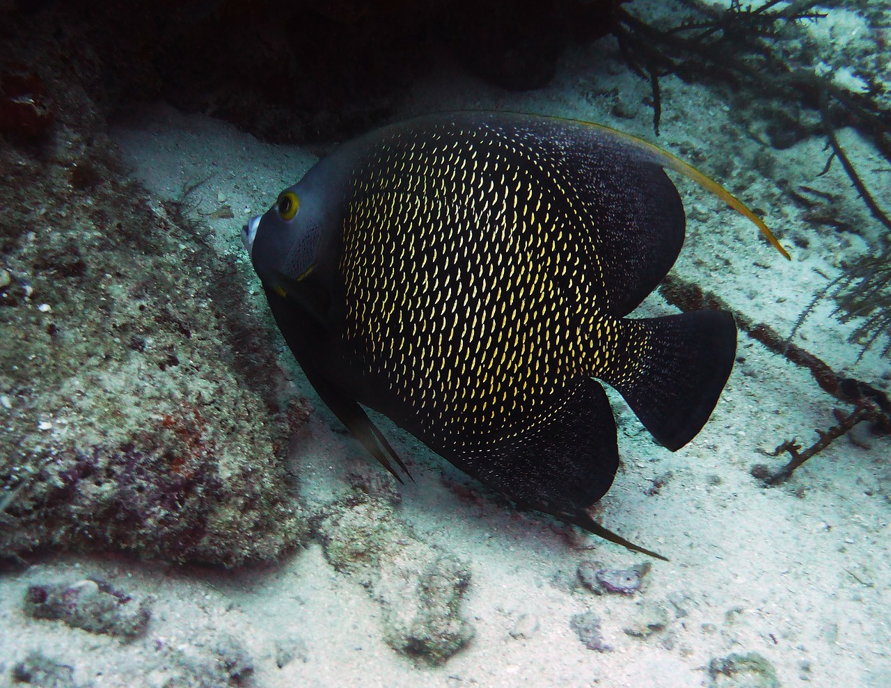 angelfish aruba scuba free photo