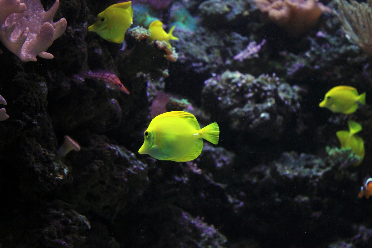 angelfish fish sea free photo