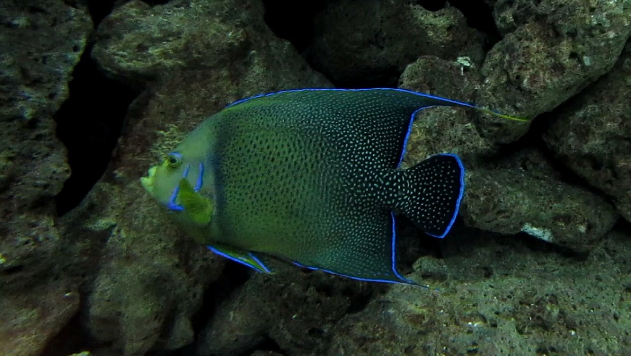 angelfish fish tropical free photo