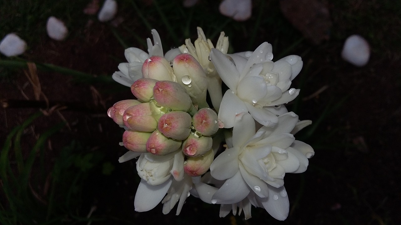 angelica flower tuberose free photo