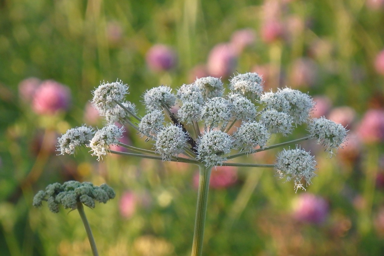 angelica weed meadow free photo