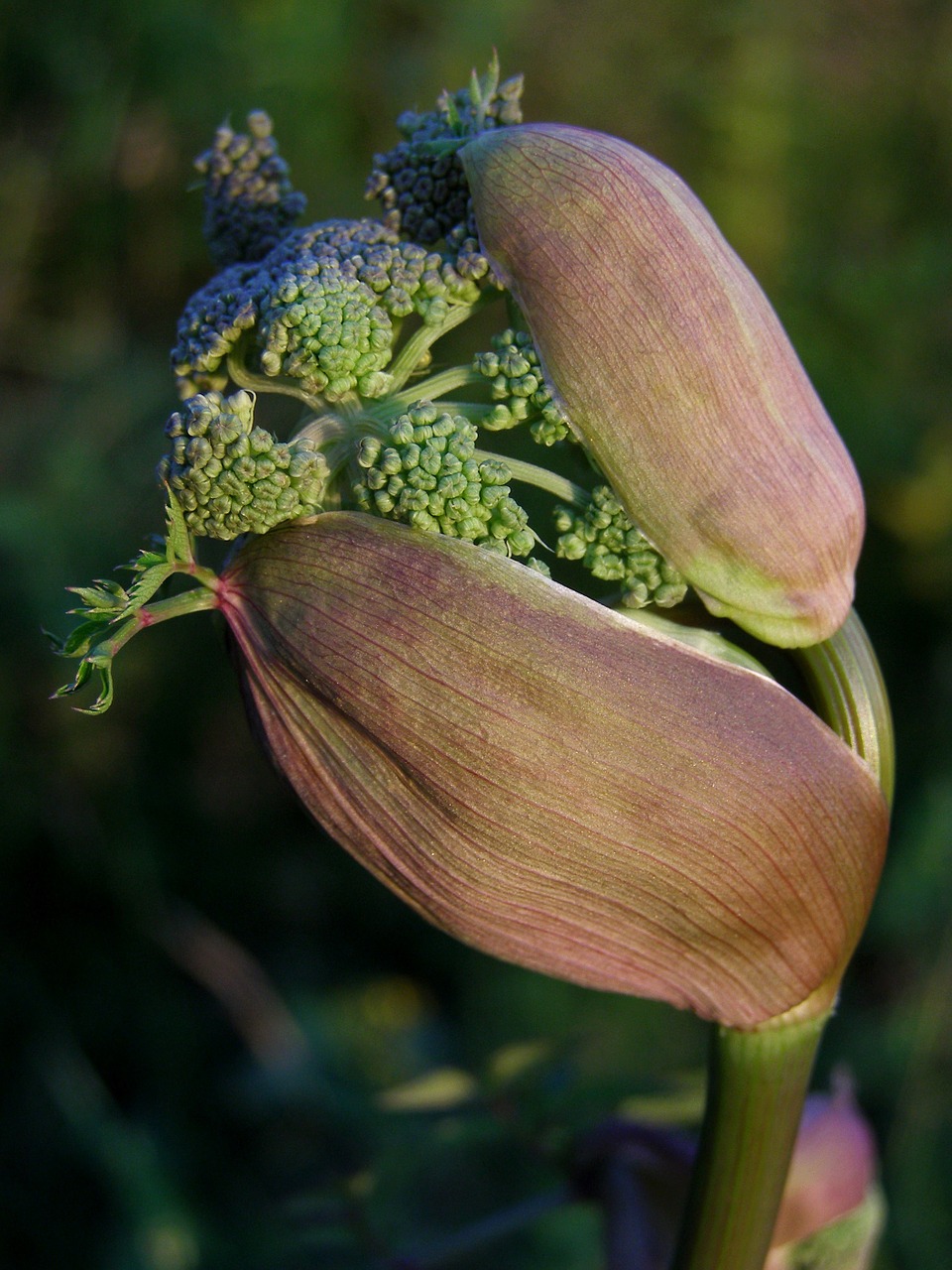 angelica sylvestris herb a medicinal plant free photo