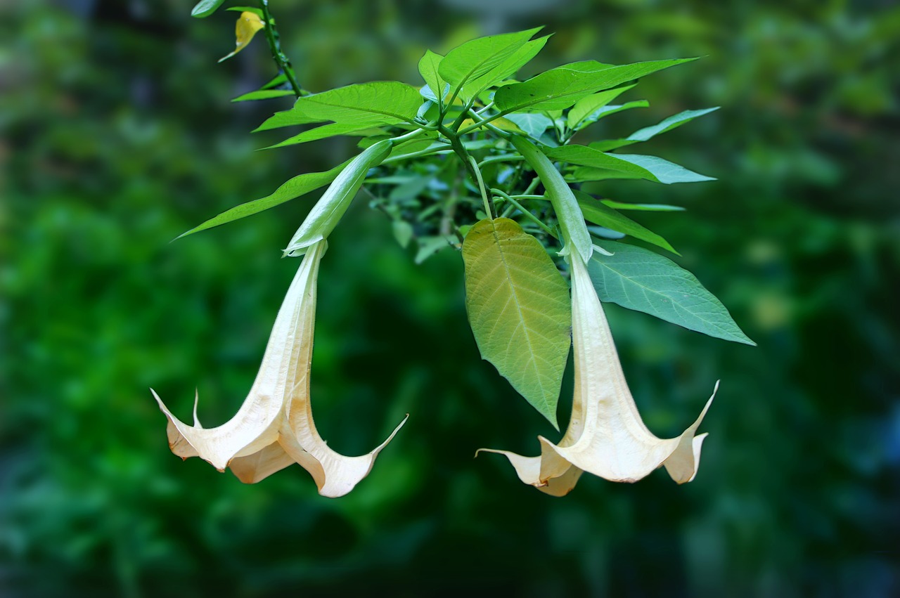 angel's trumpet  brugmansia  two free photo