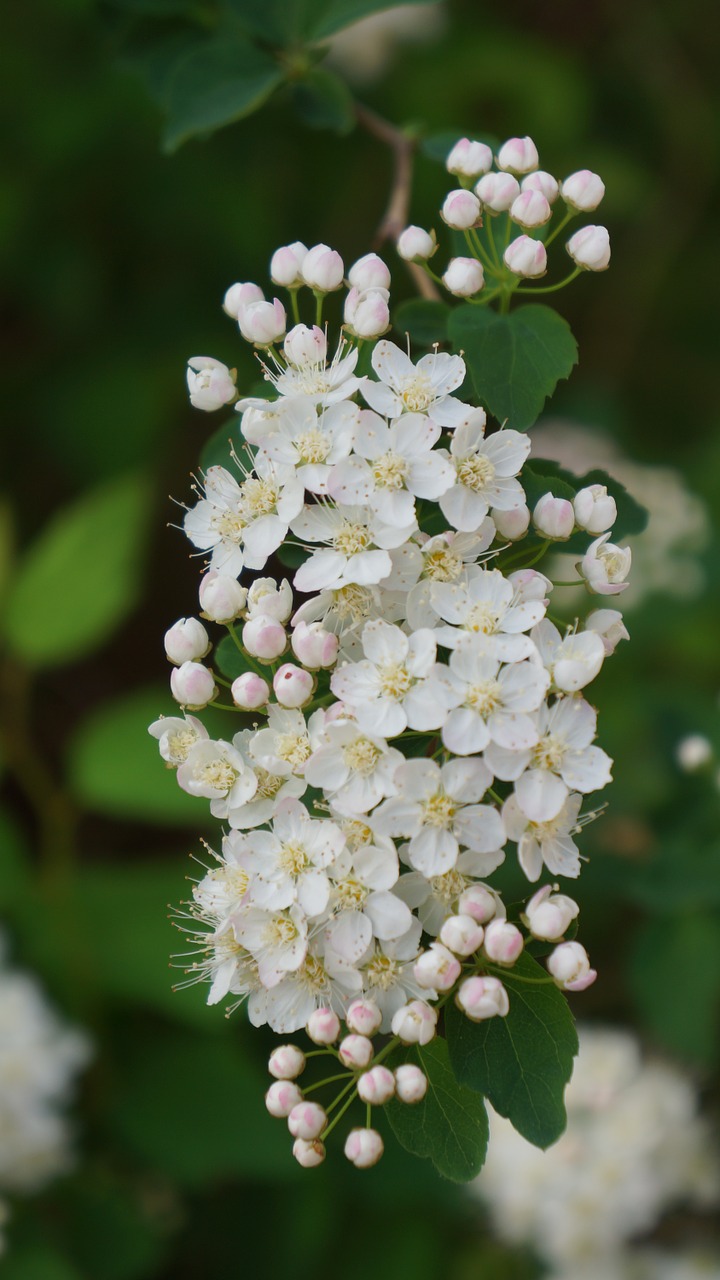 angervo white blossom buds free photo