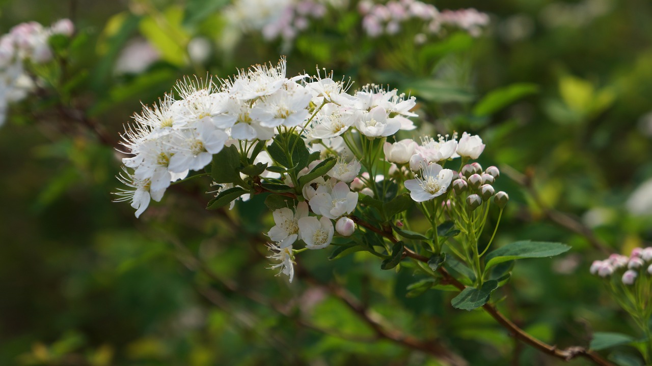angervo white blossom bush free photo