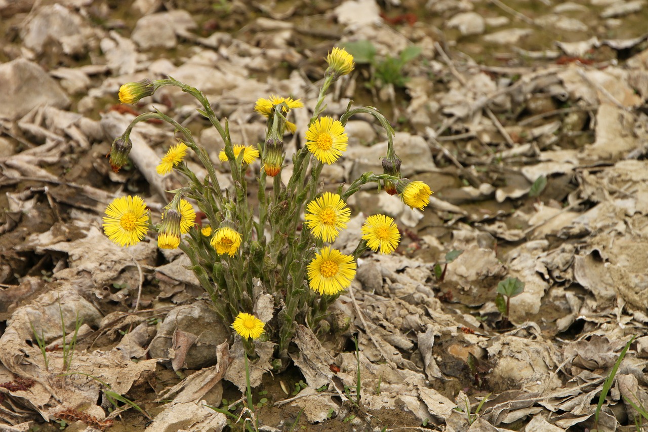 angiosperms coltsfoot edge free photo