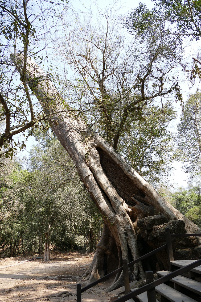 angkor angkor wat cambodia free photo