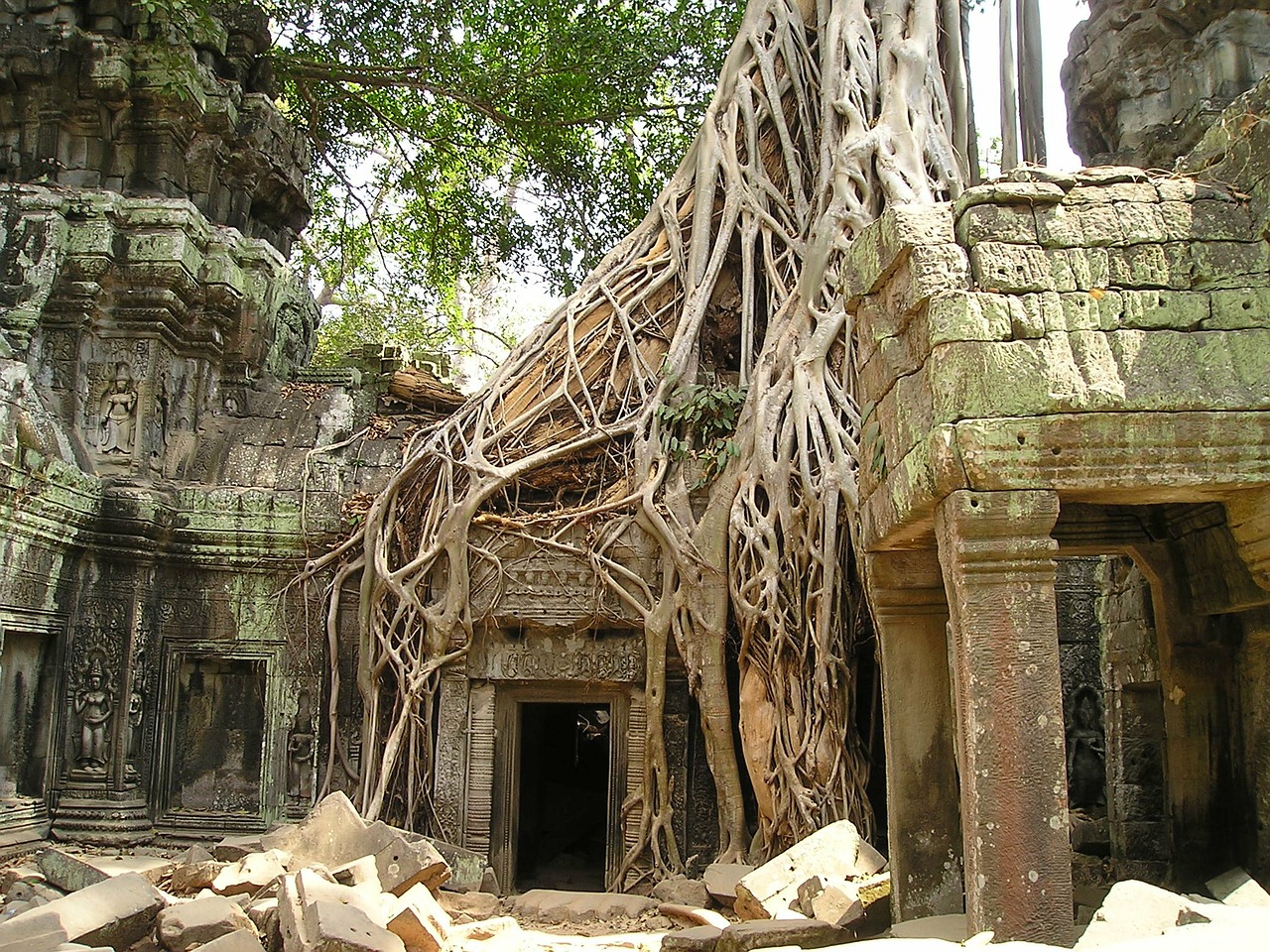angkor wat root cambodia free photo