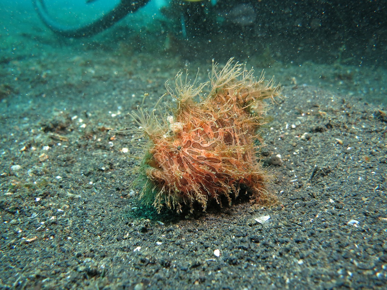 angler diving fish free photo