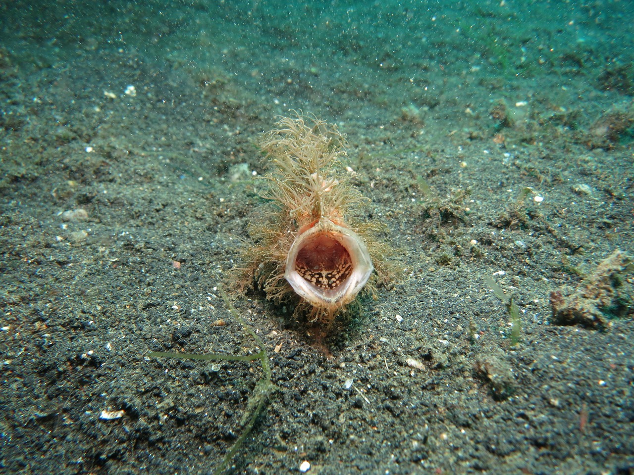 angler diving fish free photo