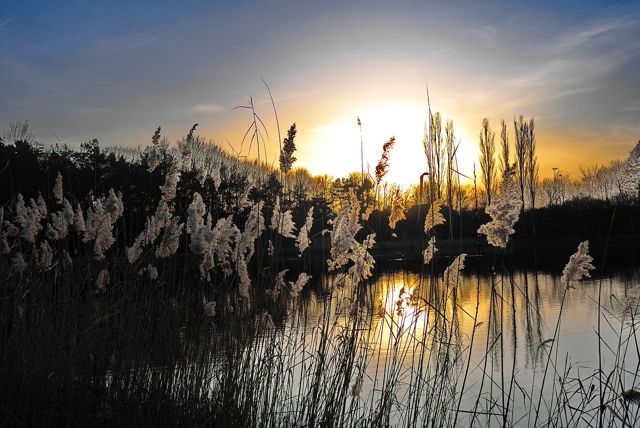angler's pond heusenstamm reed free photo