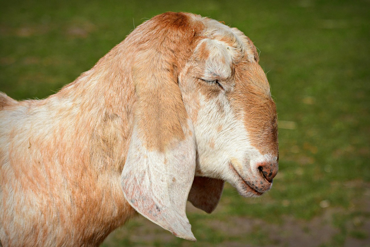 anglo-nubian goat  animal  livestock free photo