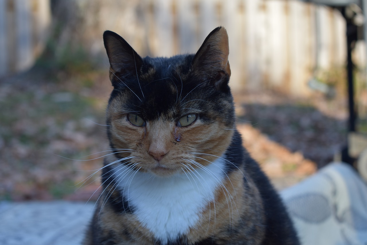 angry  calico  cat free photo