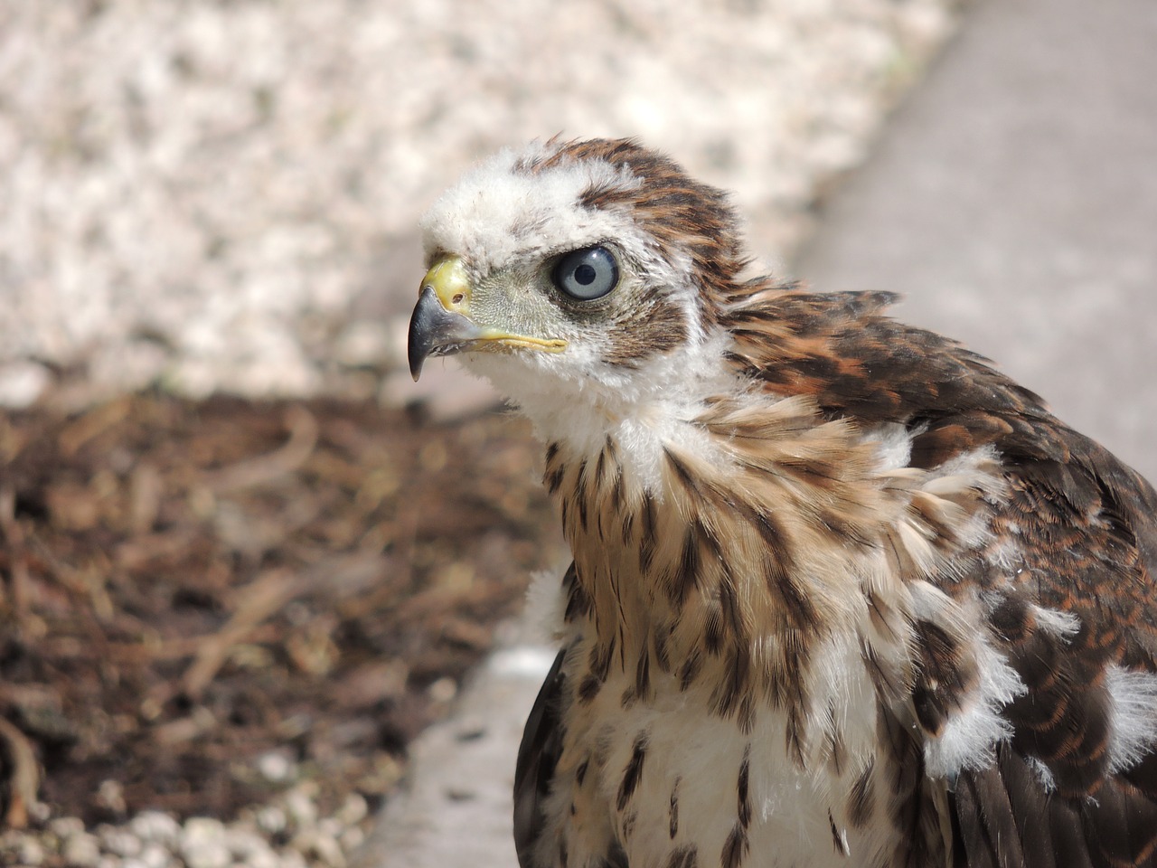 angry bird  feathers  plumage free photo