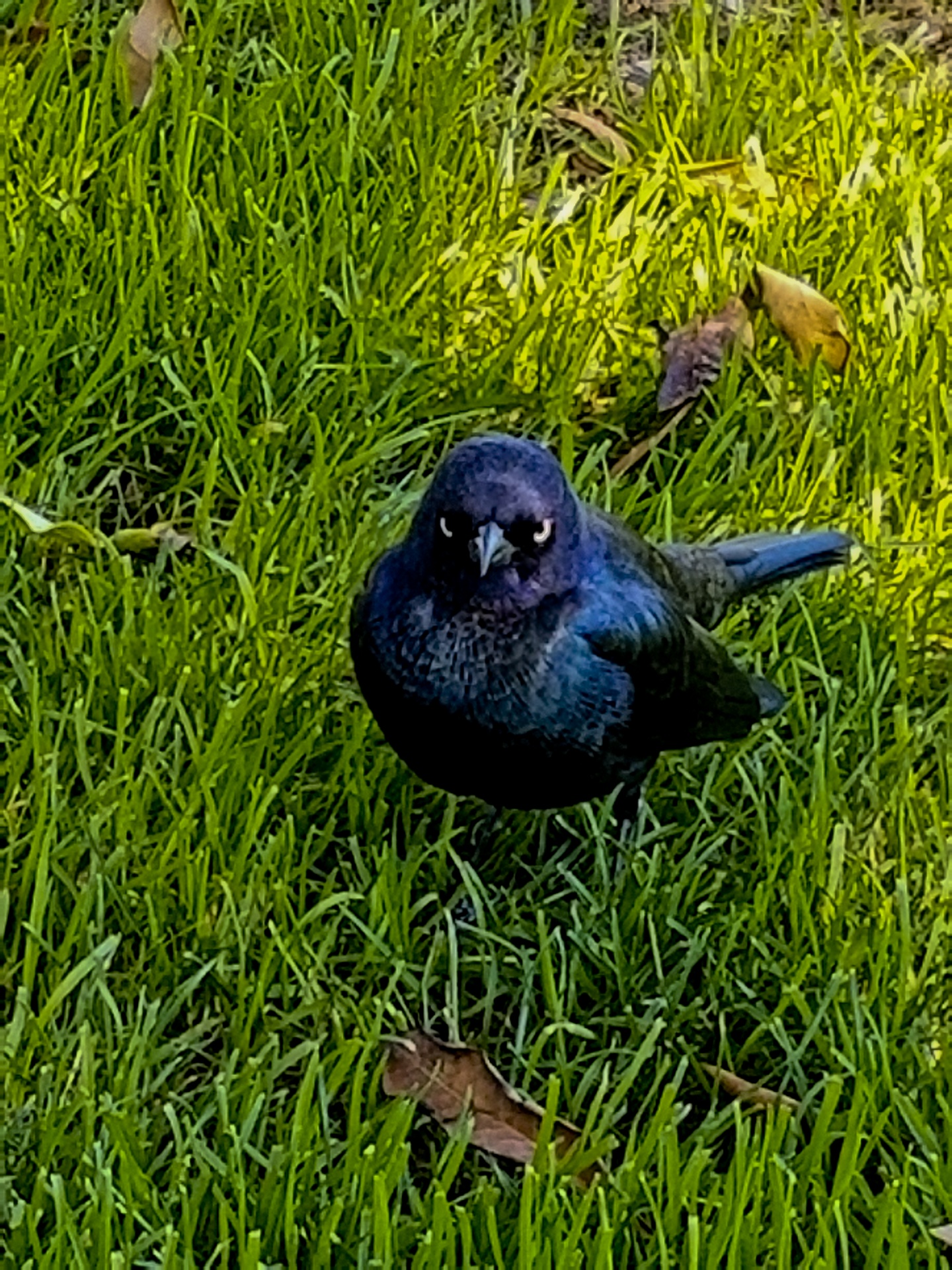 bird angry black free photo