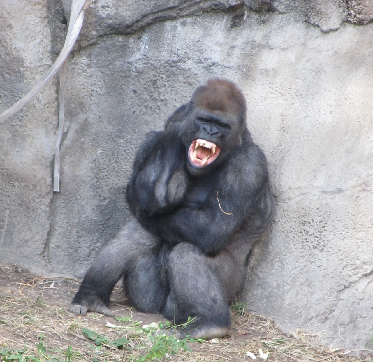 angry gorilla fangs teeth free photo