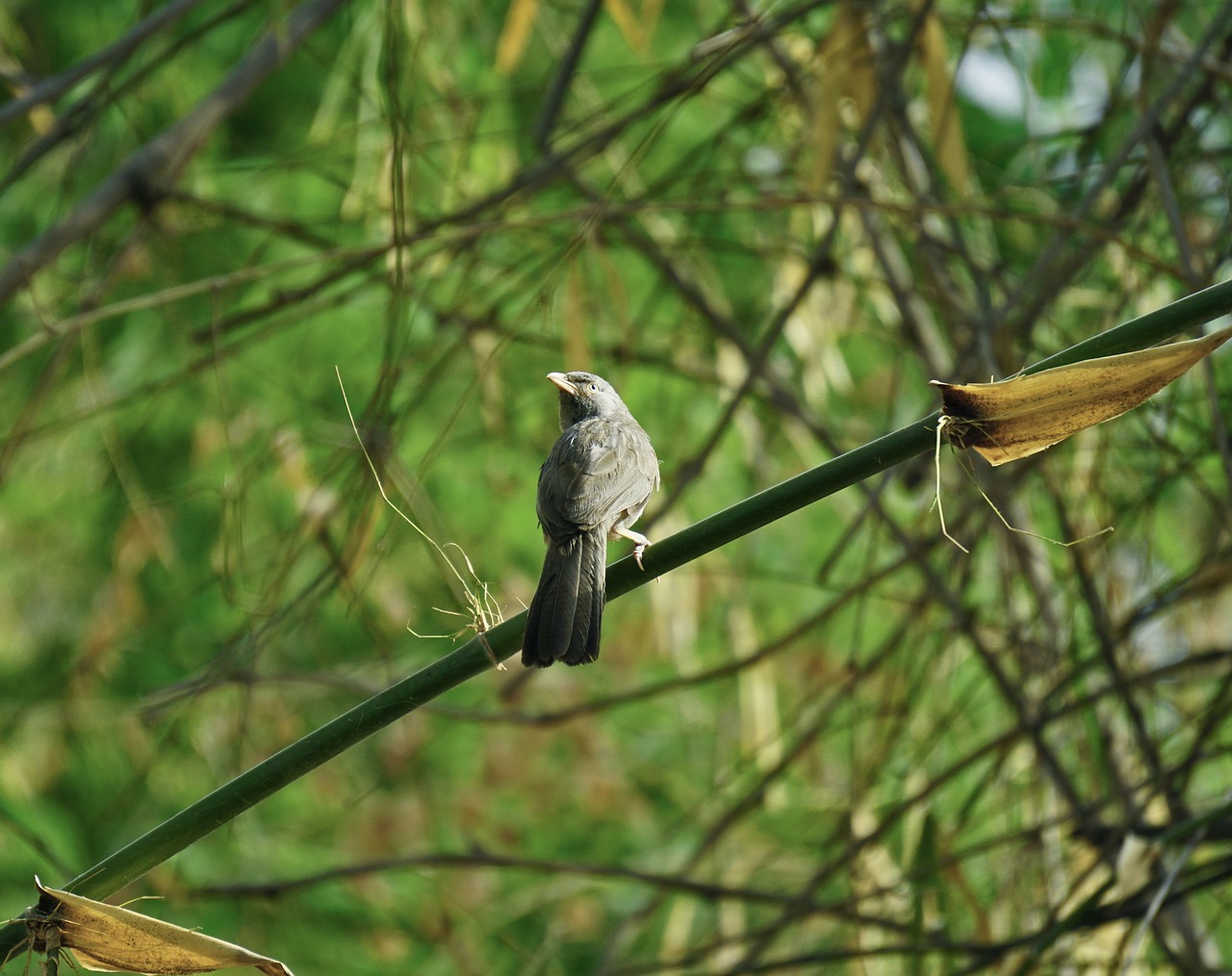 angrybird  indian  maina free photo