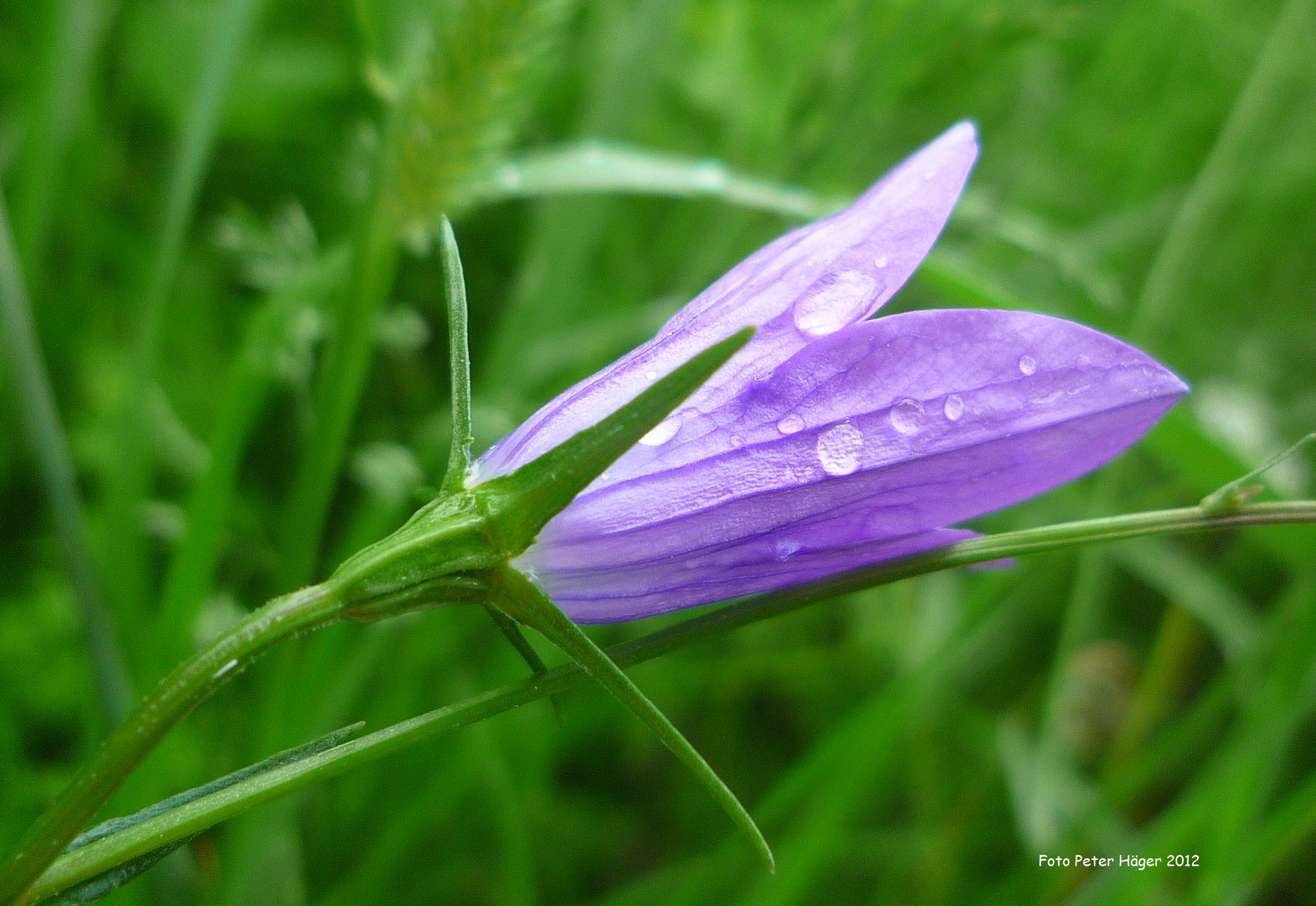 spreading bellflower summer flower summer free photo