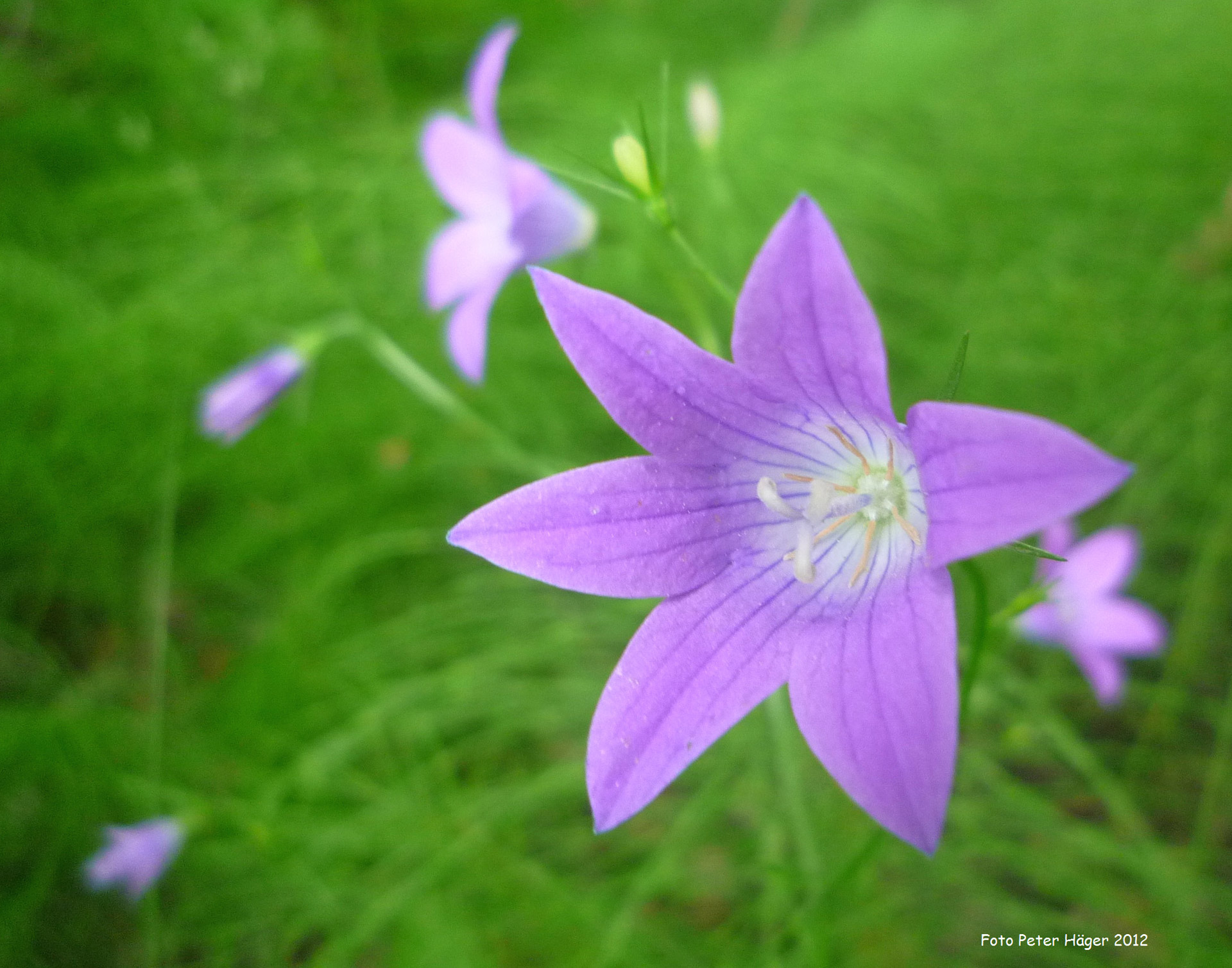 spreading bellflower summer flower summer free photo