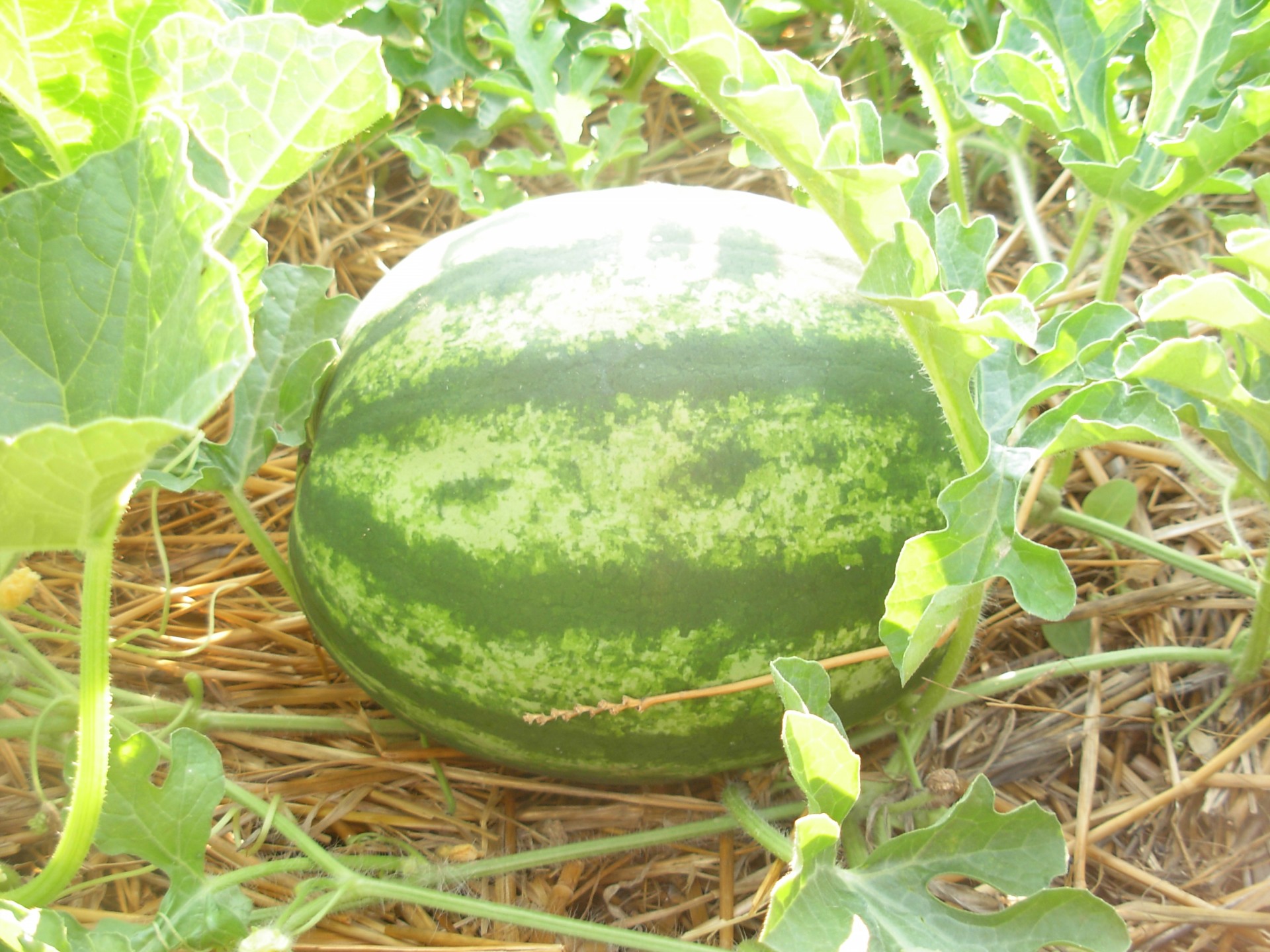 watermelon fruit garden free photo