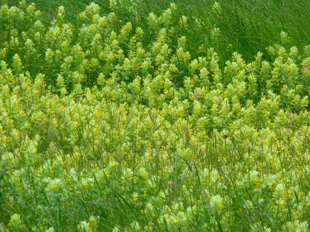 angustifolius flower yellow free photo