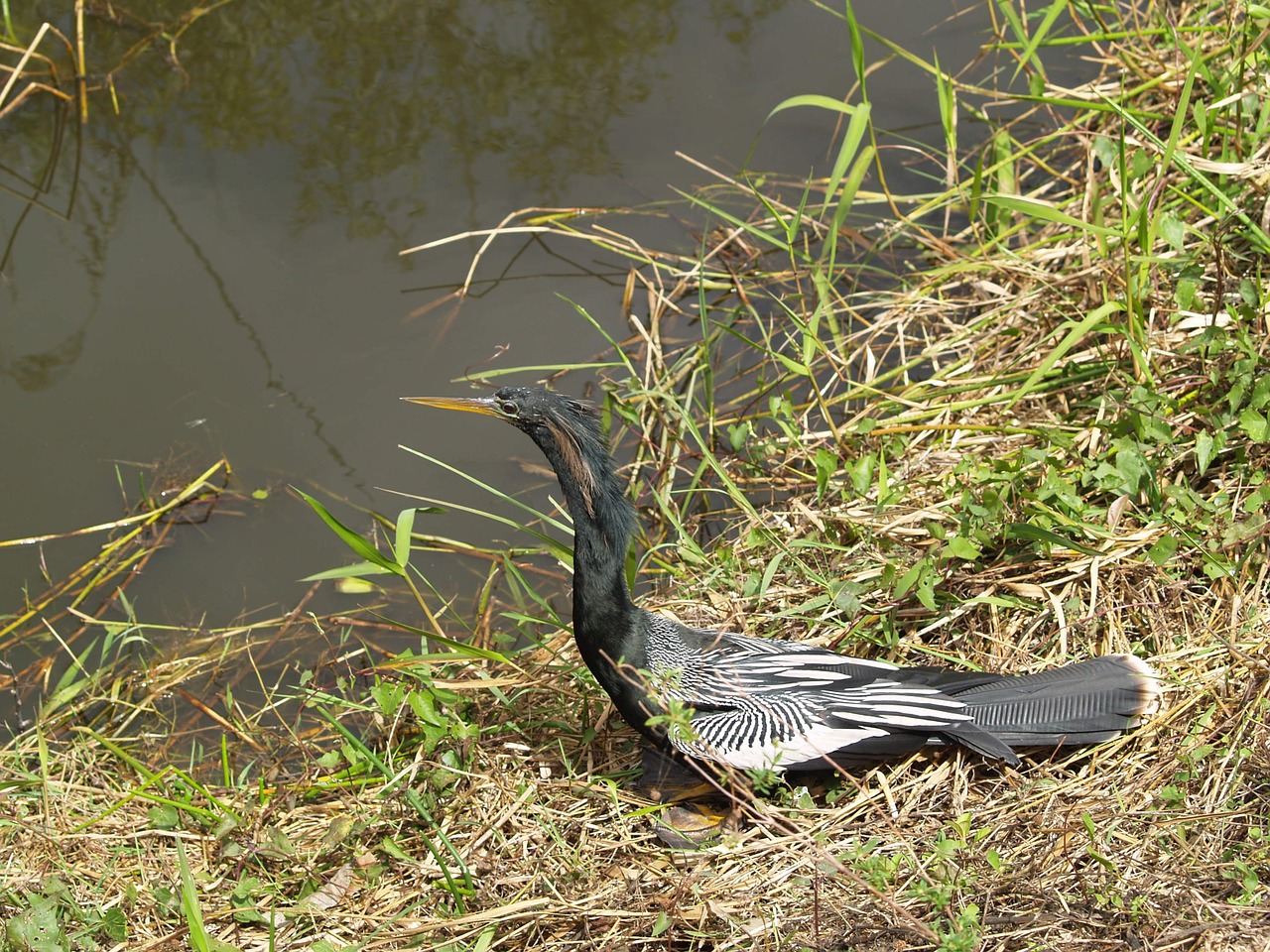 anhinga snakebird darter free photo
