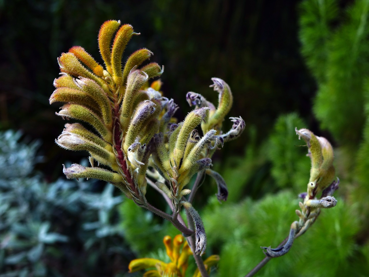 anigozanthos kangaroo's paw plant free photo