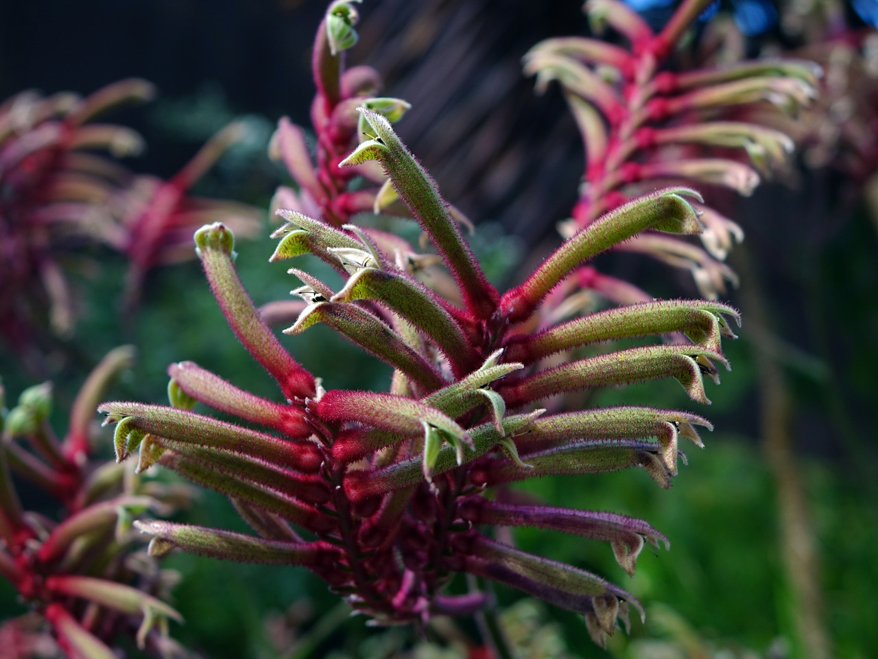 anigozanthos kangaroo's paw western australia free photo