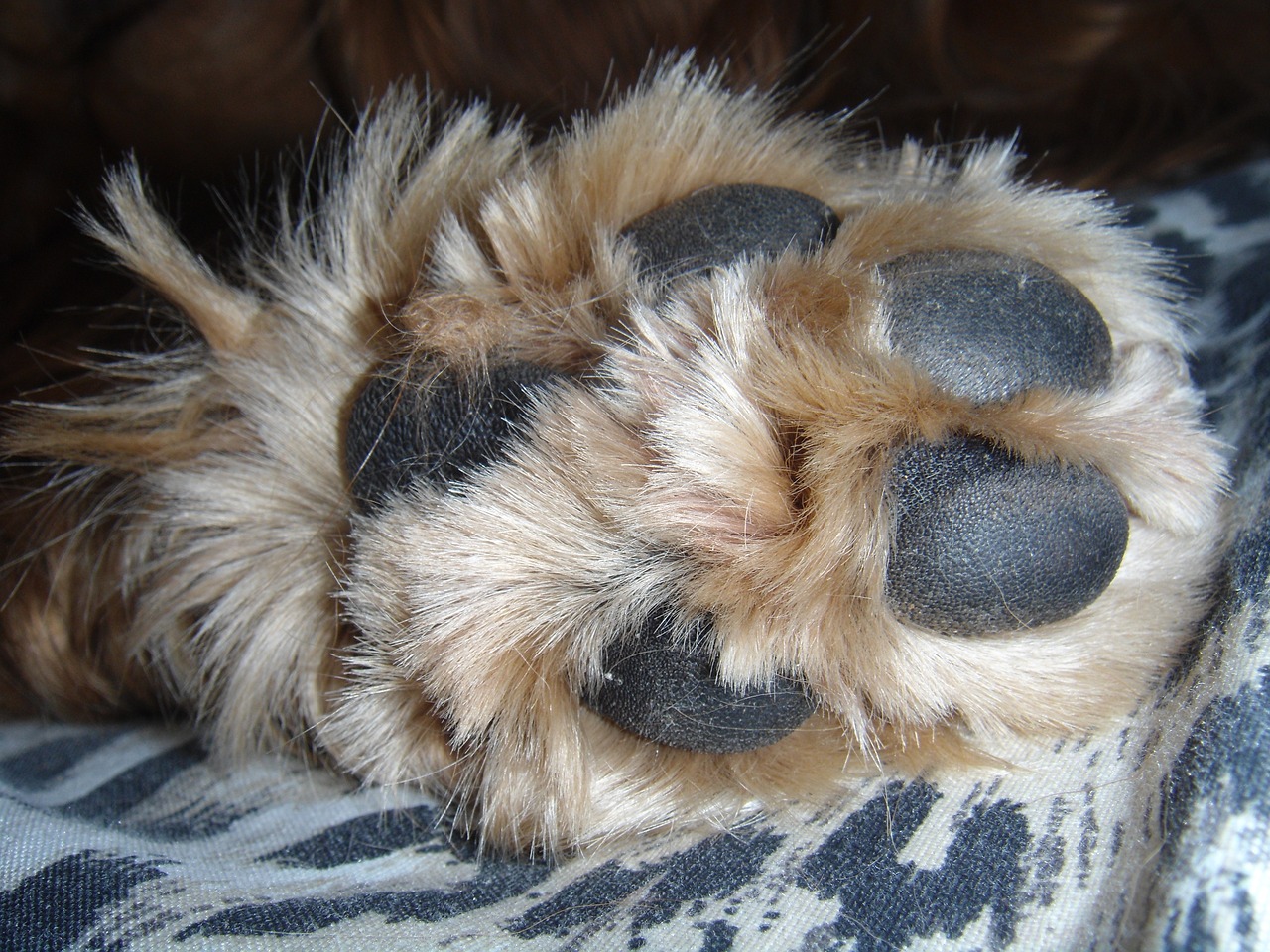 animal paw dog free photo