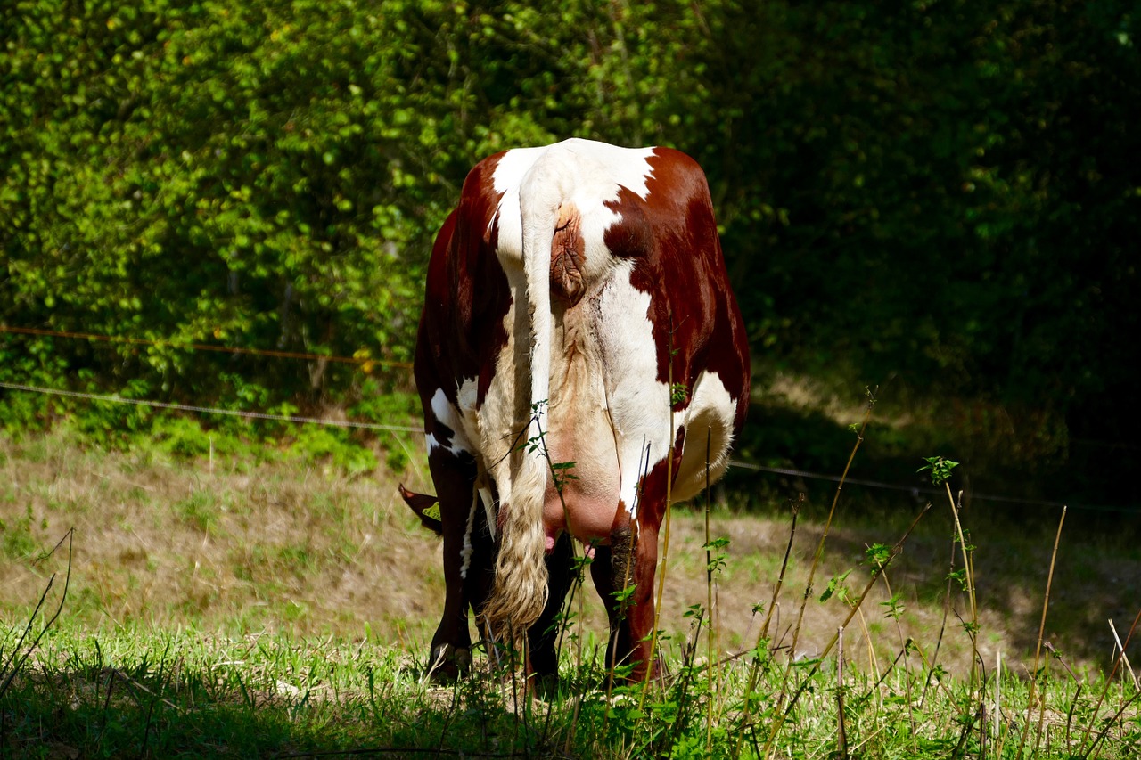 animal cow cows free photo