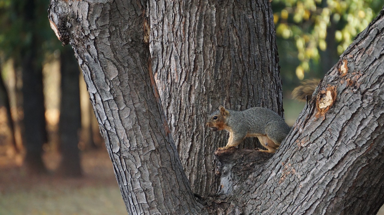 animal squirrel tree free photo