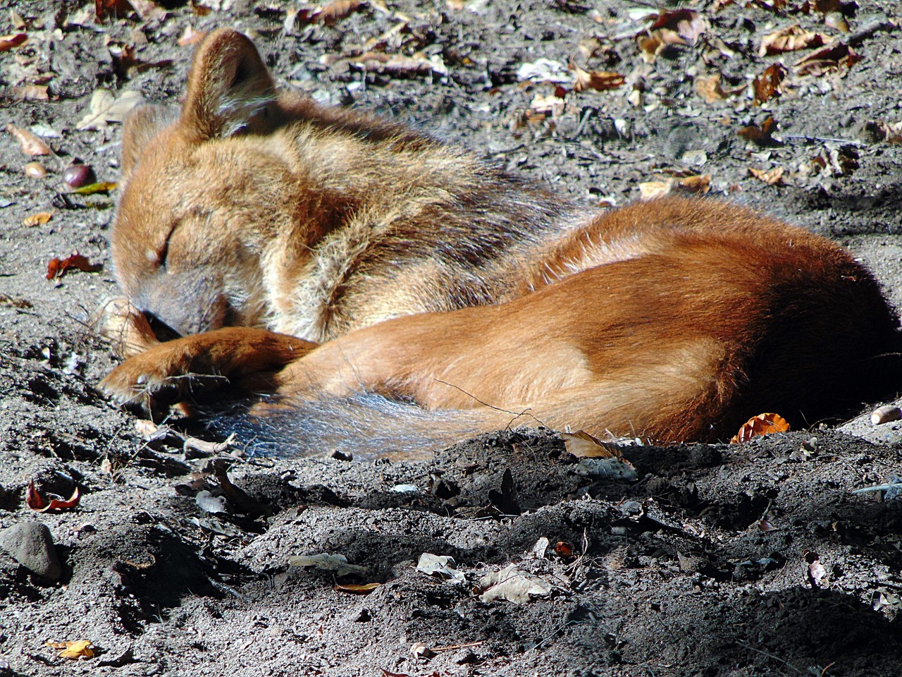 animal dog zoo free photo