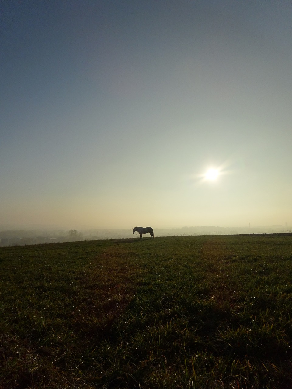 animal the horse meadow free photo