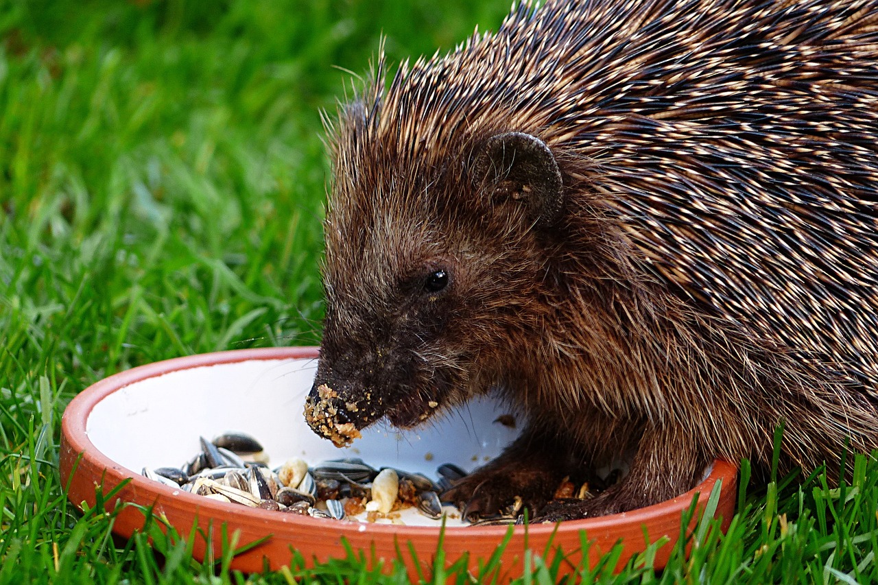 animal mammal hedgehog free photo