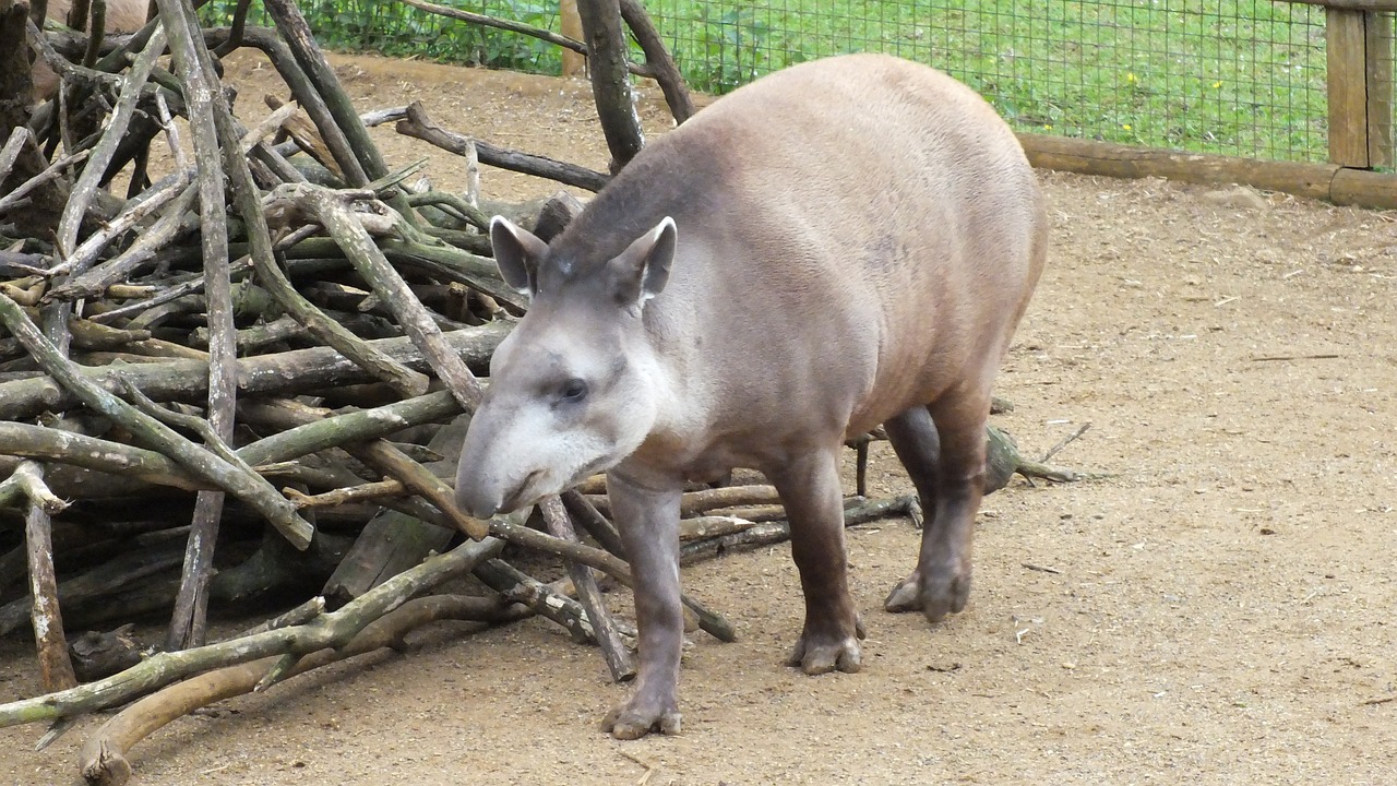 animal zoo tapir free photo