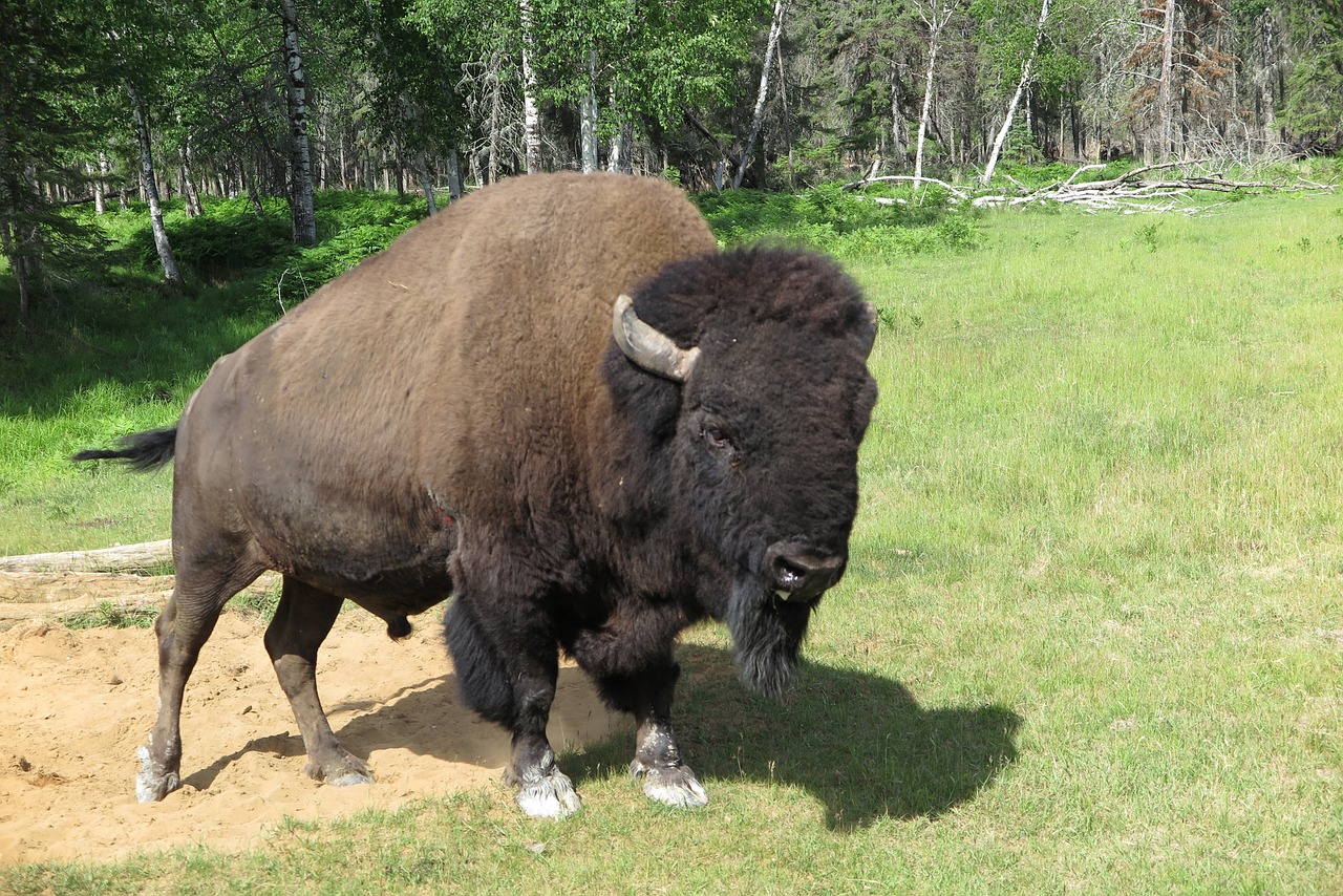 buffalo nature zoo free photo