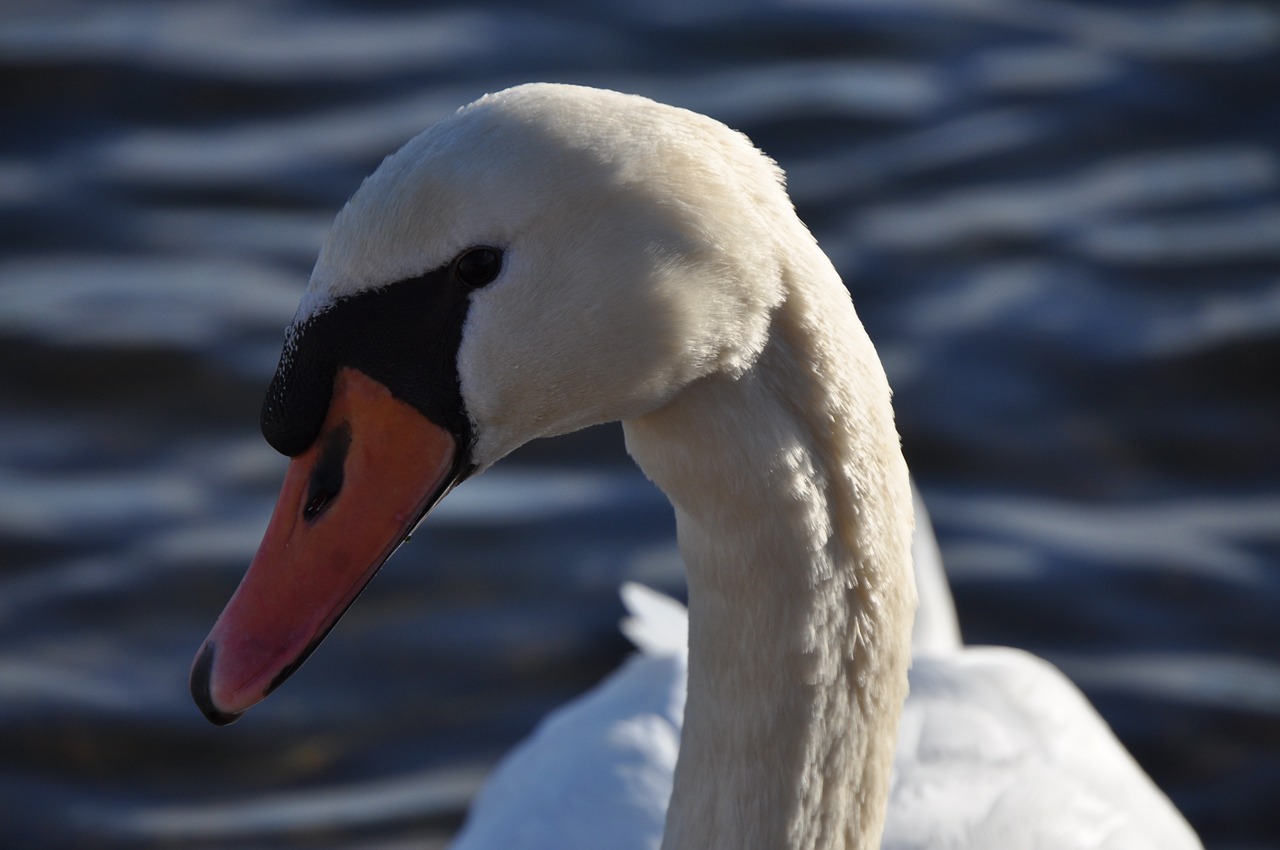 animal swan swans free photo