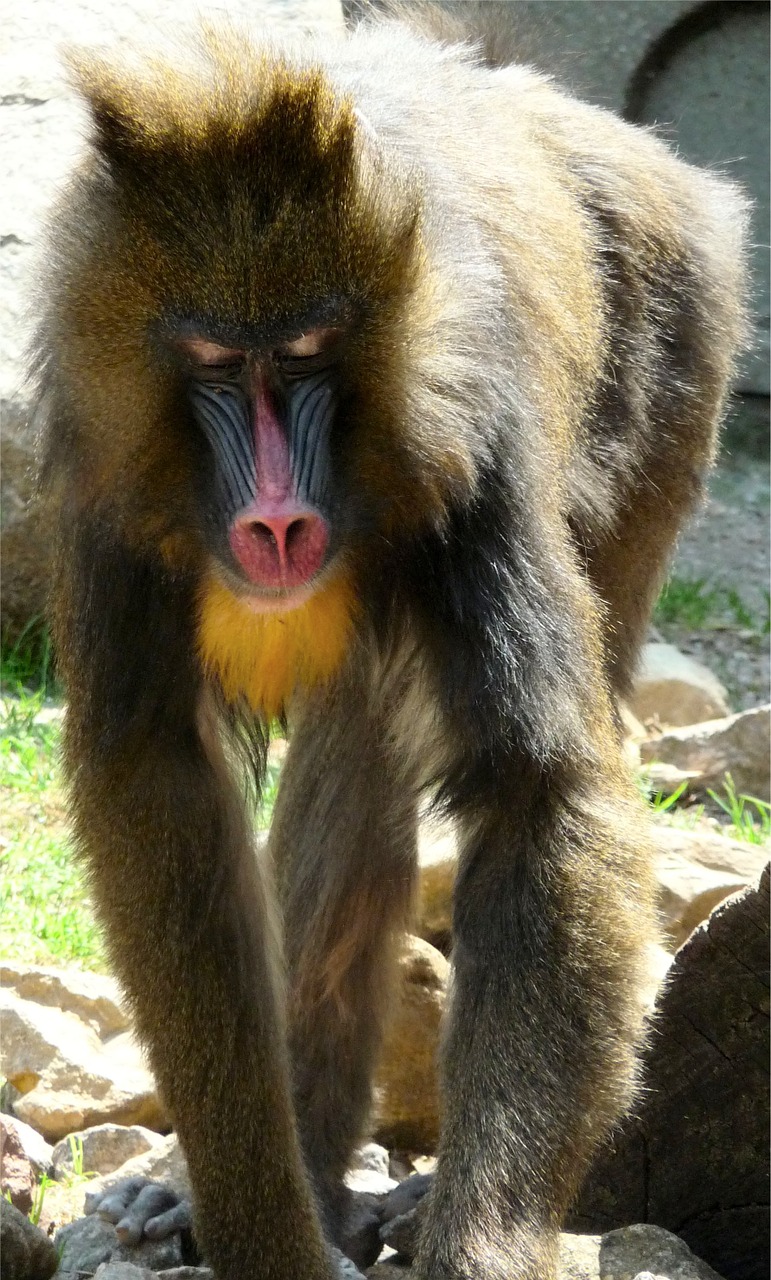 animal monkey wildlife free photo