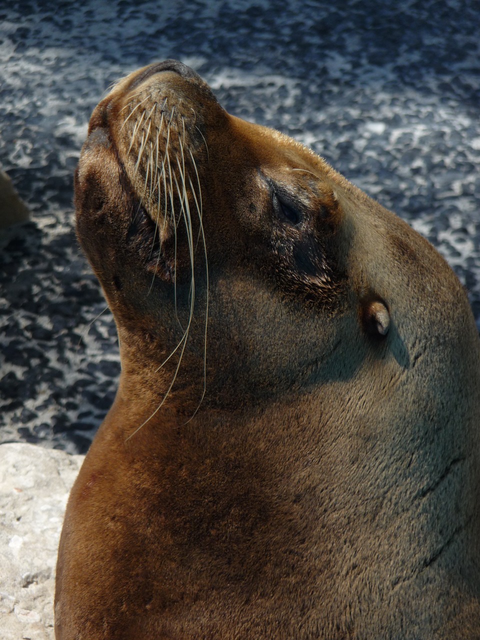 animal sealion sea free photo