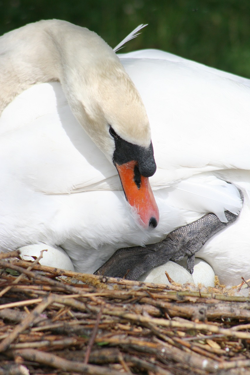 animal swan beak free photo