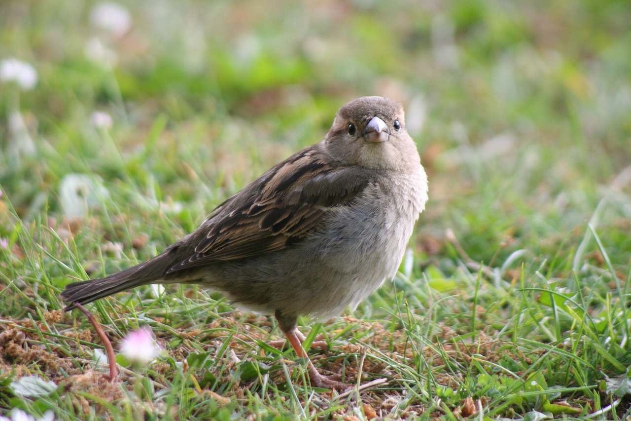 sparrow animal bird free photo