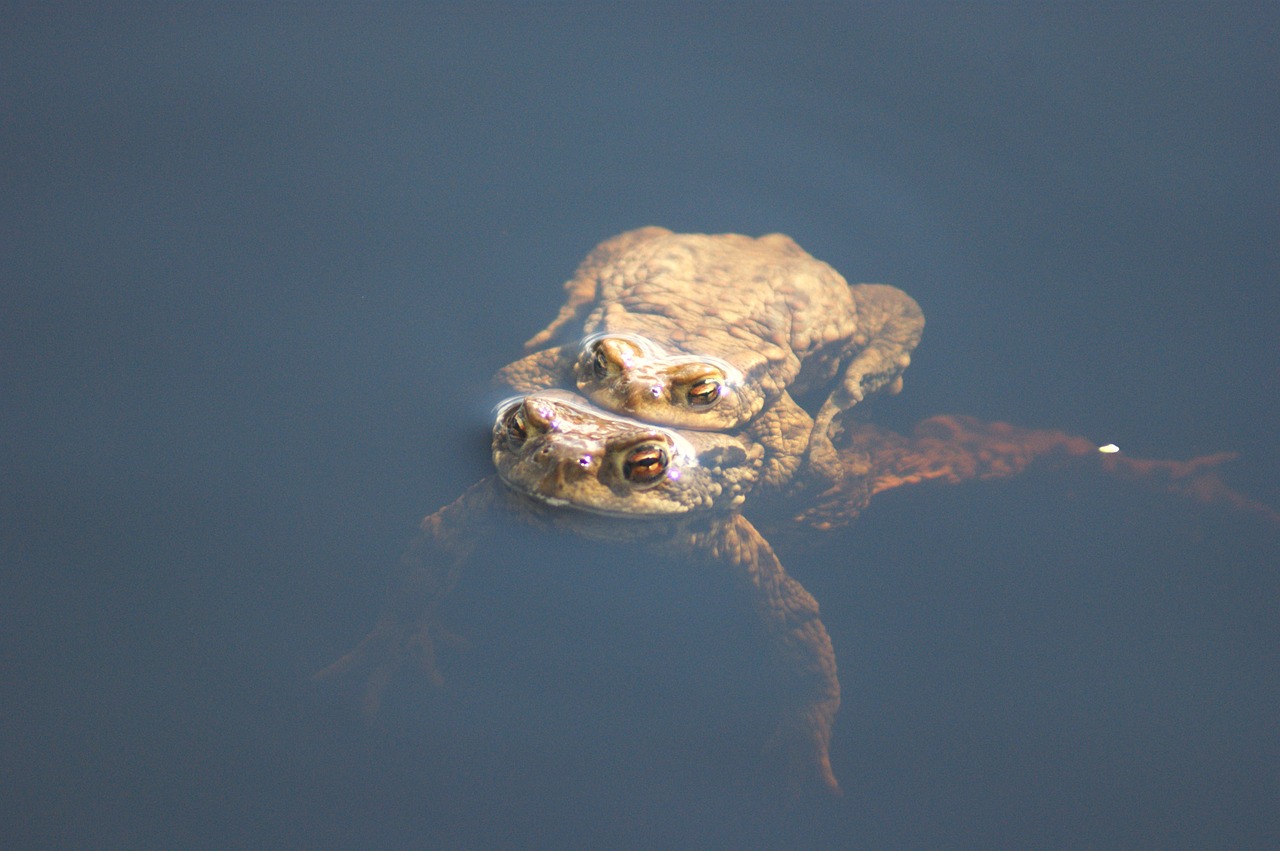 animal water toad free photo